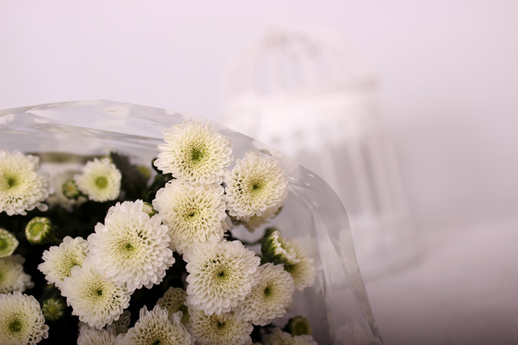 【进口】白色 纽扣菊 鲜切花